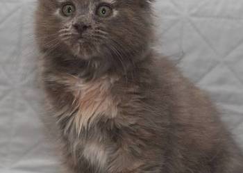 Maine Coon niebieska szylkretowa koteczka Jana Nannarella*PL