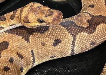Pyton królewski Regius Clown Samiczka cb22