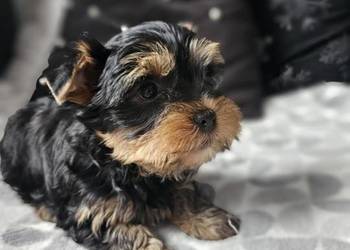 Chłopak Yorkshire Terrier Wyprawka Chip