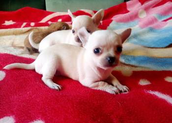 Chihuahua piesek biały i brązzowy