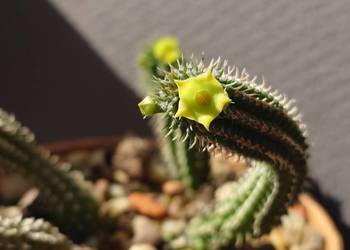 Echidnopsis chrysantha sukulent miniatura rzadkość