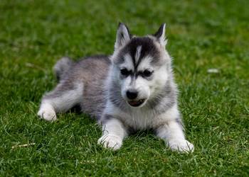 Piękna Sunia jasno-szara Siberian Husky szczenię rodowód
