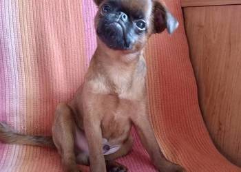 Gryfonik Brabancki Rudy FCI