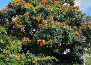 ASIOKA Saraca asoca NASIONA 20 sztuk - 100g.