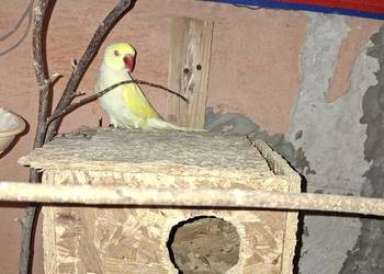 Aleksandreta żółty