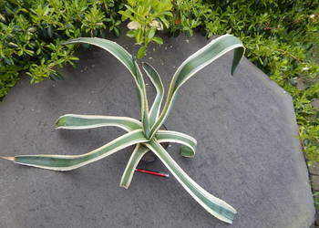 Kolorowa agawa - agave americana variegata NOVA - 4 letnia