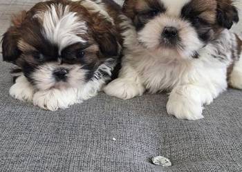 Shih Tzu suczki I piesek.