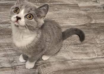 Kot Brytyjski kotka bikolor