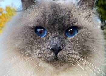 cudowny ragdoll rodowód hodowla FPL kocur