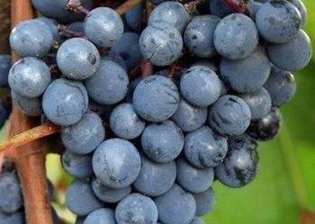 Beznasienny KISZMISZ MOROZKO. Sadzonka winorośli1,2m