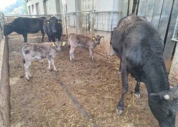 Sprzedaż żywego bydła Wagyu – do hodowli i na mięso | Słowacja