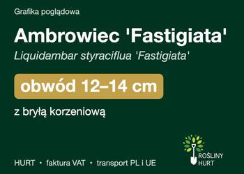 Ambrowiec 'Fastigiata' obwód 12-14 cm, z bryłą – HURT