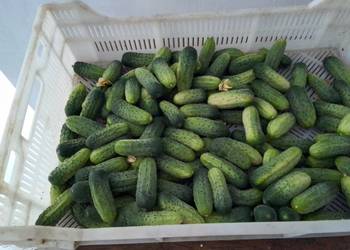 Ogórki gruntowe Śremskie