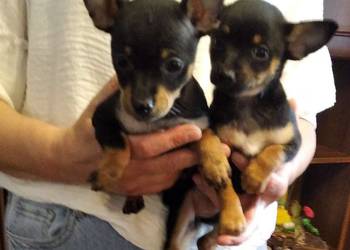 Pinczer miniaturowy szczeniaki pieski i suczki