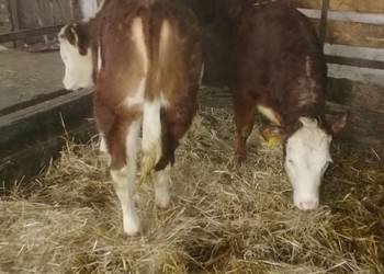 Sprzedam Odsadki - 2 Jałówki Mięsne - Cielęta Mięsne