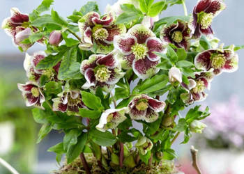 CIEMIERNIK WSCHODNI PRETTY ELLEN SPOTTED - sadzonki w doniczkach