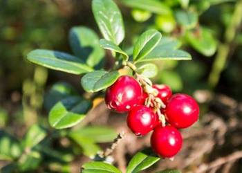 Borówka czerwona (brusznica)-sadzonki 10 szt. (pakiet