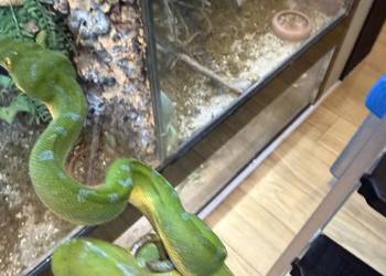 Morelia viridis pyton zielony