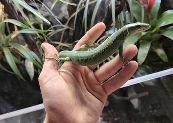 Gastropholis prasina 1+2