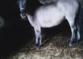 sprzedam KONIKI POLSKIE KLACZE