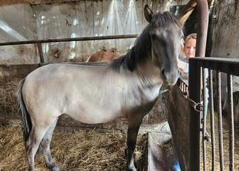 Konik polski ogierki