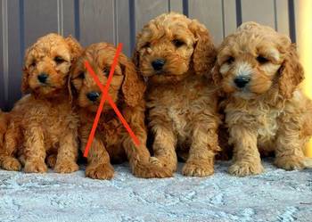 Cockapoo F1 - Cocker Spaniel & Pudel Miniaturowy