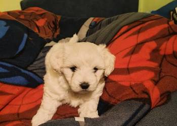 szczeniak maltańczyk