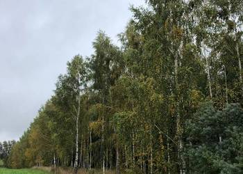 Sprzedam las 19,9 ha