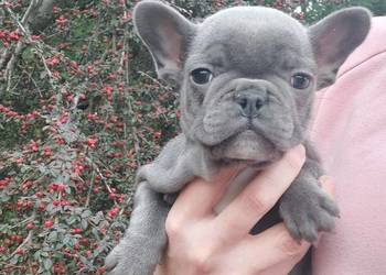 Buldog francusk przesliczna suczka blue gotowa do pokochania