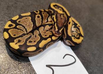 Pyton krolewski samiczka młoda