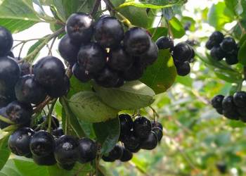 Aronia Piękny duży owoc Wysyłka kurierem DPD