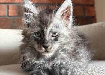 Maine Coon - Oreo