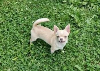 Chihuahua biało kremowa suczka