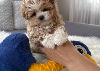 Maltipoo xxs pieski