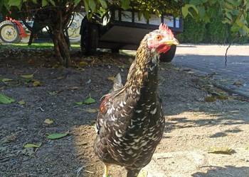 Koguty zargodowe i koguty liliputki