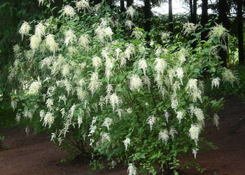 PUSTOKRĘŻNIK  RÓŻNOBARWNY Holodiscus discolor - NASIONA 50000 sztuk - 10g.