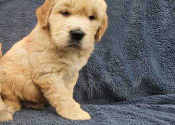 Golden Retriever - złoty szczeniak