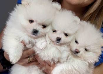 Szpic miniaturowy FCI ZkwP