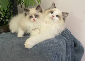 Kotki ragdoll gotowe do wydania FPL