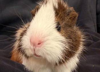 świnka morska cavia domowa SAMICA