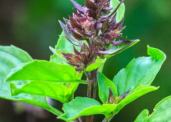 BAZYLIA ŚWIĘTA  Ocimum sanctum  - NASIONA 100g