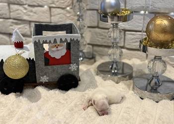 Szpic miniaturowy pomeranian Ophelia