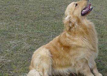 Golden retriever reproduktor/ krycie