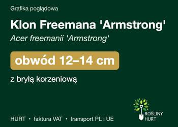 Klon Freemana 'Armstrong' obwód 12-14 cm, z bryłą – HURT