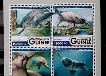 Gwinea ( delfiny) 3