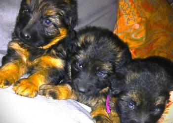 Sprzedam szczeniaki rasy owczarek niemiecki Pińczów,Busko-Zdrój