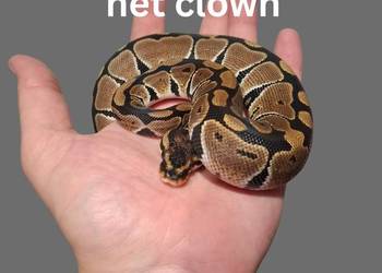 Pyton Królewski Classic het Clown samczyk