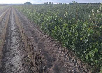 Morwa białą czarna wysylka