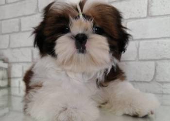 Shih tzu śliczne szczenięta