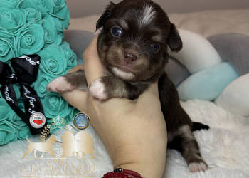 Chihuahua piesek długowłosy tricolor czekoladowy badania DNA ,rodowód